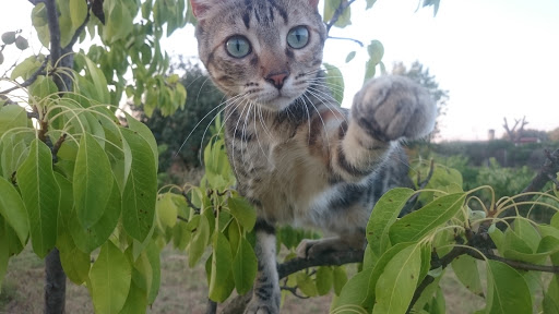 Clínica Veterinaria Ciudad de Badajoz – Badajoz