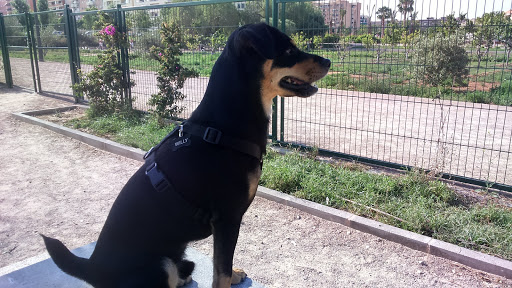 Clínica Veterinaria Ciudad de Las Ciencias – Valencia