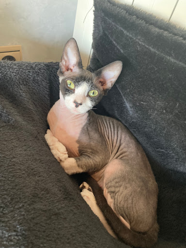 Clínica Veterinaria Collbaix – Sant Joan de Vilatorrada