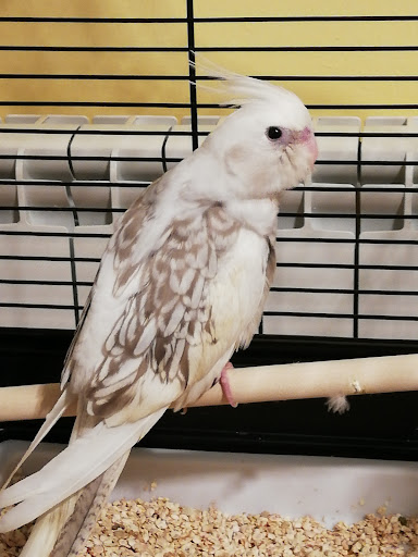 Clínica Veterinaria Colmevet – bis