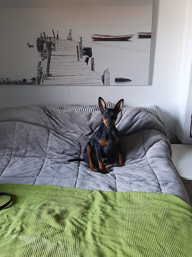 Clínica Veterinaria Colmillos y Garras – Valdemorillo