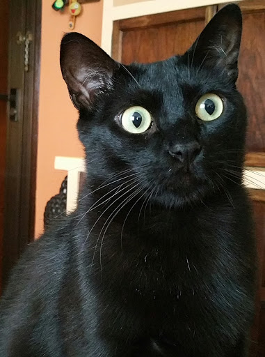 Clínica Veterinaria Colunga – Colunga