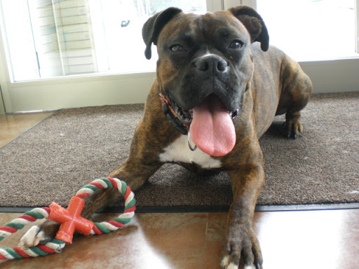 Clínica Veterinaria Comarcal – Inca