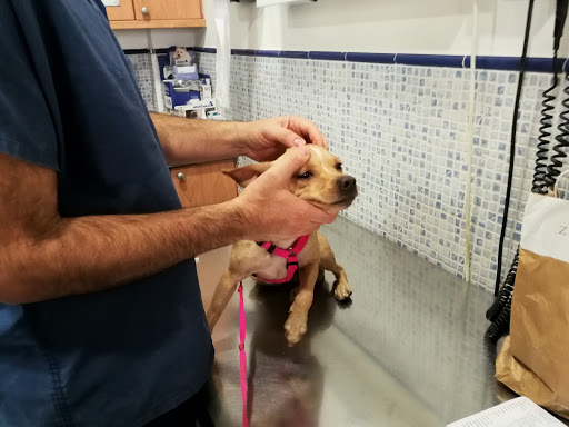 Clínica Veterinaria Cruce de Arinaga – Cruce de Arinaga