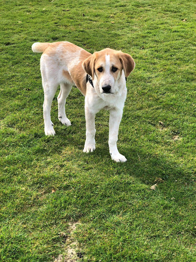 Clínica Veterinaria Cynos – Dénia