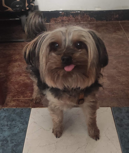 Clínica Veterinaria Delicias – Zaragoza