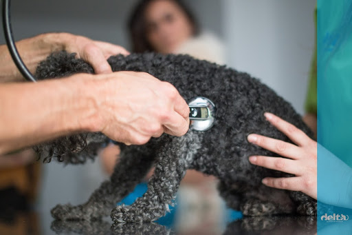 Clínica Veterinaria Delta Soto de La Marina – Soto de la Marina