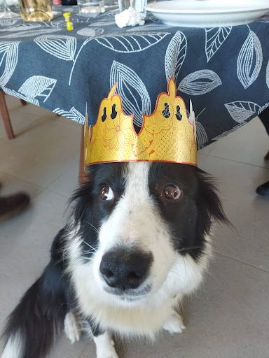 Clínica Veterinaria Diagonal (Veteralia) – Castelldefels