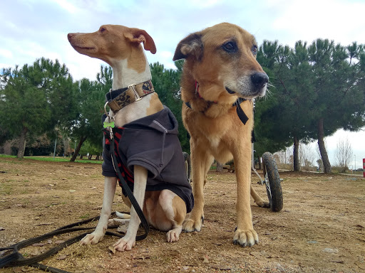 Clínica Veterinaria Dob – Montornès del Vallès