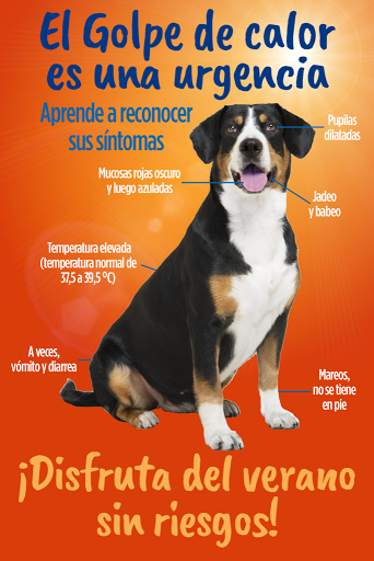 Clínica Veterinaria Doctor Vet. Veterinario de Urgencias Para Tus Mascotas. – Vilanova del Vallès