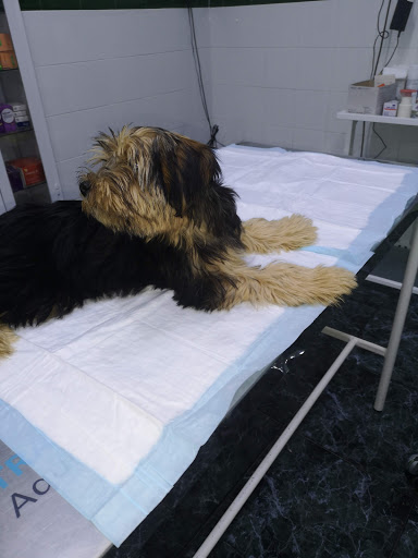 Clínica Veterinaria Dogo – Totana