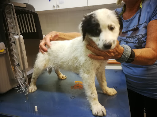 Clínica Veterinaria Dolittle – Torrox Costa