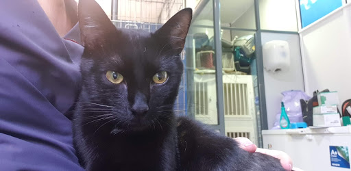 Clínica Veterinaria Domestics Benaguasil – Benaguasil