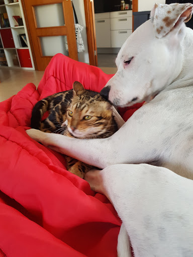 Clínica Veterinaria Dr. Albó – Manlleu