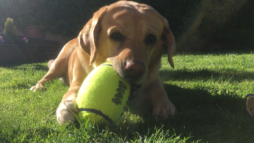 Clínica Veterinaria Dramp – Arganda del Rey