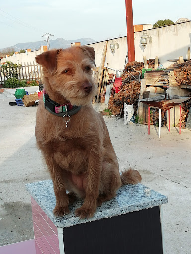 Clínica Veterinaria D’rosa – Cieza