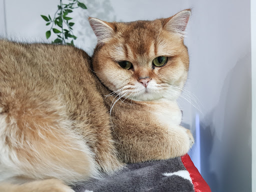 Clínica Veterinaria Dualvet – Santa Coloma de Gramenet