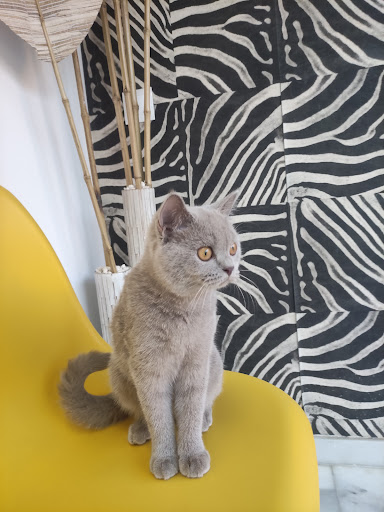 Clínica Veterinaria D’vet Málaga – Málaga