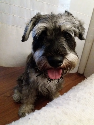 Clínica Veterinaria El Albéitar – Aranda de Duero