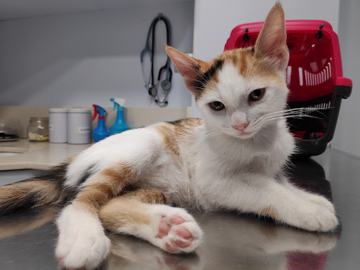 Clínica Veterinaria El Cabo – Hospital Veterinario Urgencias 24h Alicante. – Alicante