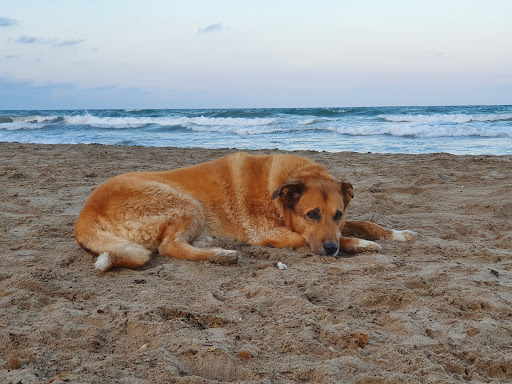 Clínica Veterinaria El Carmen – Valencia