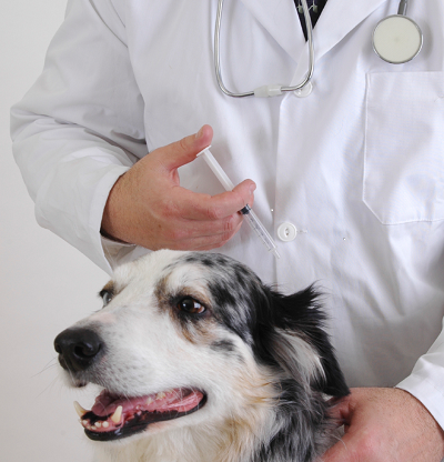 Clínica Veterinaria El Escorial – El Escorial