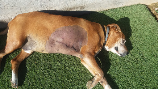 Clínica Veterinaria El Parc – Palma