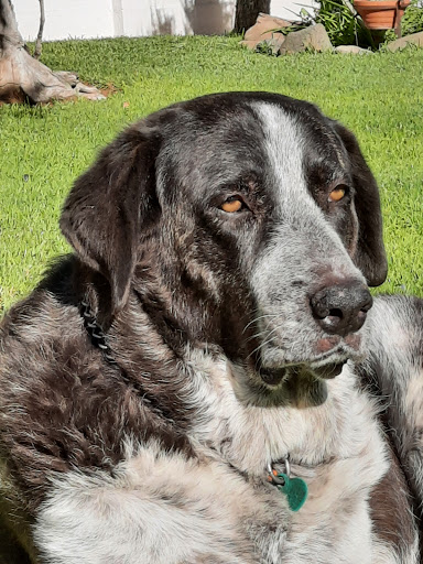 Clínica Veterinaria El Sol – Sanlúcar la Mayor