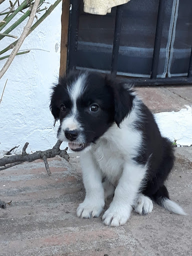 Clínica Veterinaria El Torcal – Villanueva de la Concepción
