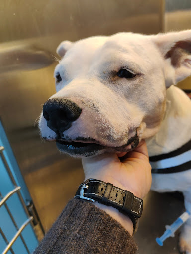 Clínica Veterinaria En Chamartín | Vivero – Madrid