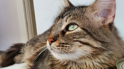 Clínica Veterinaria En Sevilla Este Estivet – Sevilla