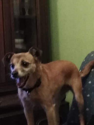 Clínica Veterinaria Entxozaga – Mercadillo