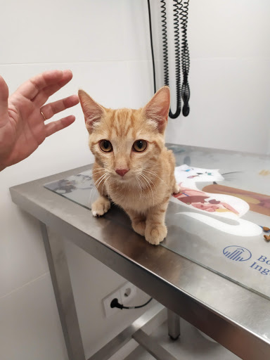 Clínica Veterinaria Es Mercadal – Es Mercadal