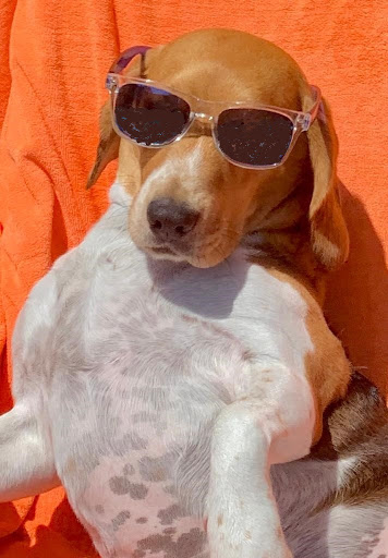 Clínica Veterinaria Europa – Leganés