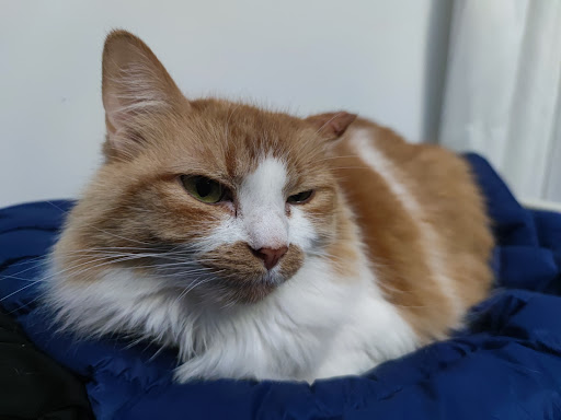 Clínica Veterinaria Faitanar – Quart de Poblet