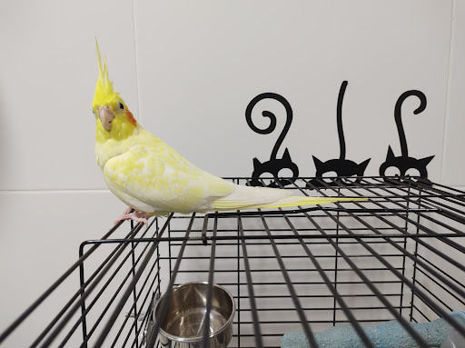 Clínica Veterinaria Faunatopía – Valencia