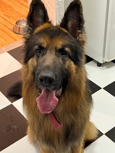 Clínica Veterinaria Ferraz – Madrid