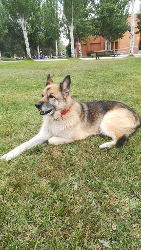 Clínica Veterinaria Fierecillas – Valladolid