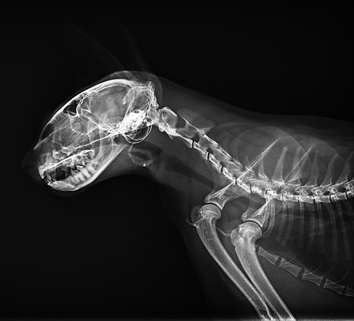 Clínica Veterinaria Fisac ​​ferrández – Burgos