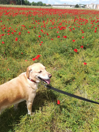 Clínica Veterinaria Gabriel Usera – Madrid