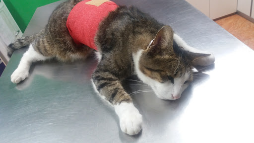 Clínica Veterinaria Galizano – Galizano