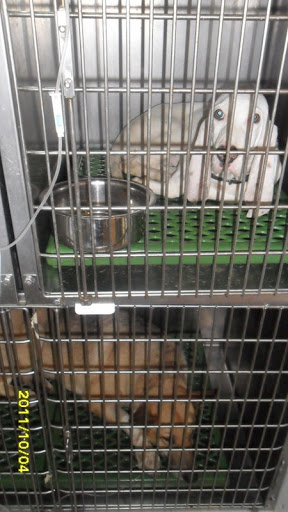 Clínica Veterinaria Garfield – As Pontes de García Rodríguez