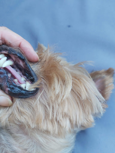 Clínica Veterinaria Garrucha – Garrucha