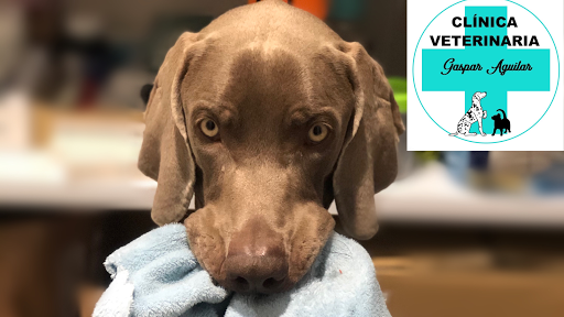 Clínica Veterinaria Gaspar Aguilar – Valencia