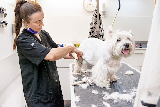 Clínica Veterinaria Gavà – Barcelona