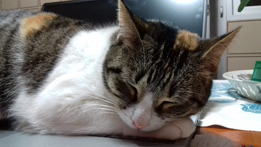 Clínica Veterinaria Gavetex – Montijo – Montijo