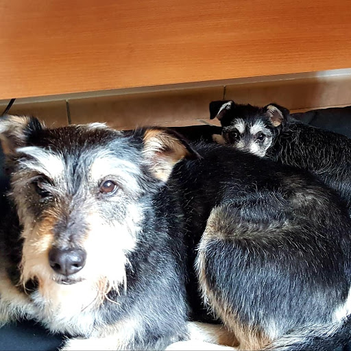 Clínica Veterinaria Germanias – Gandia