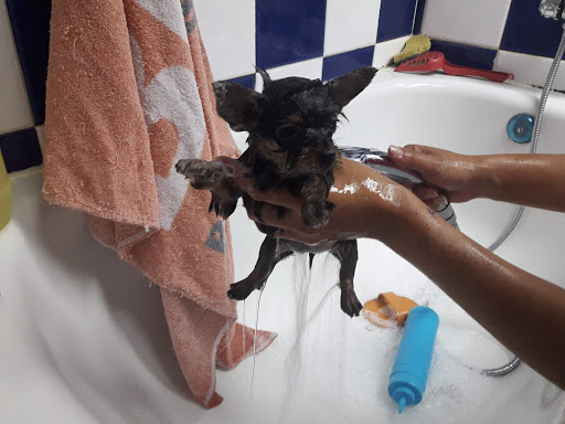 Clínica Veterinaria Godino – Málaga