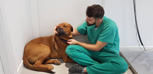 Clínica Veterinaria Golevet – Valencia