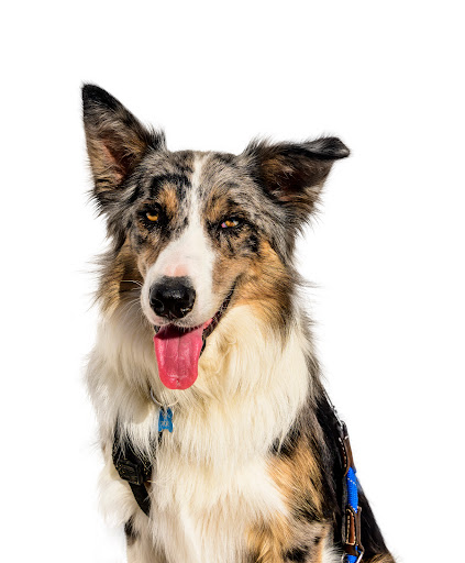 Clínica Veterinaria Gómez Llorente – Valladolid